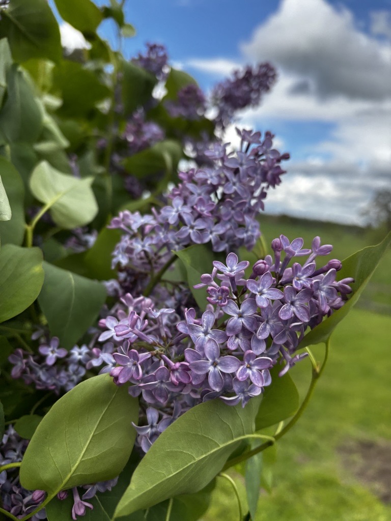 AlvitaCare-blommor